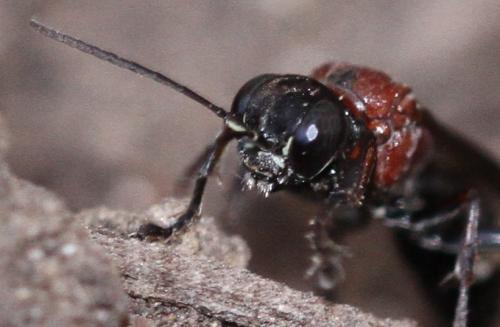 Réf. 289 321 : Oryttus concinnus